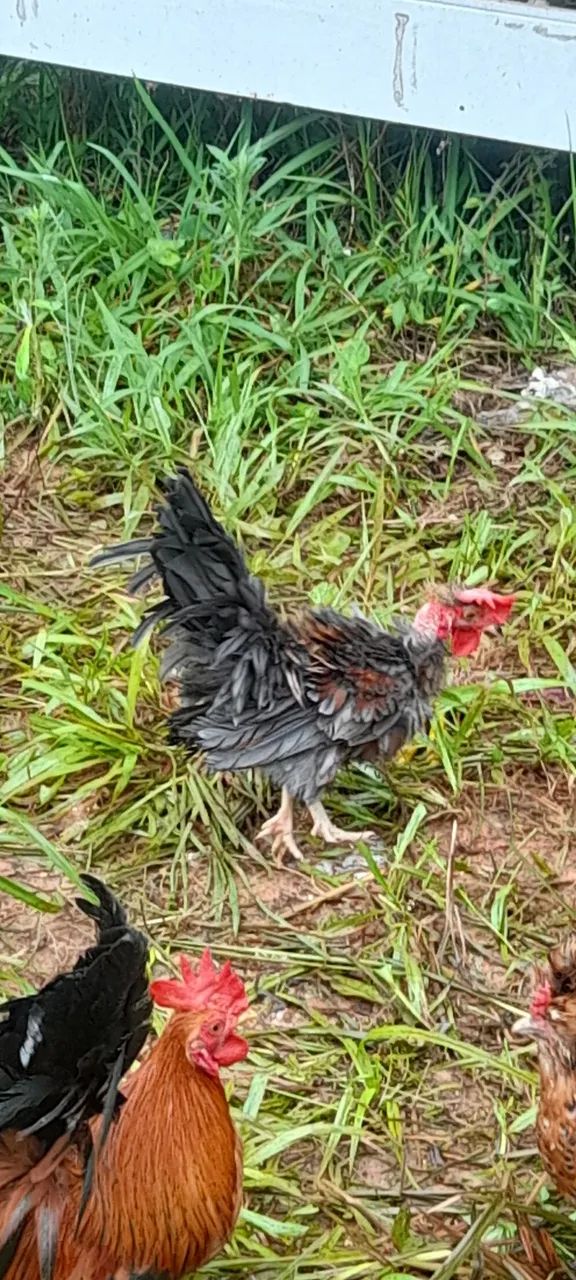 Mini galo - Foto 3