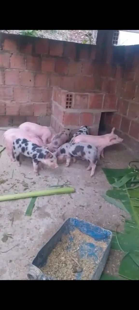 Todos vacinando e saudável  - Foto 2