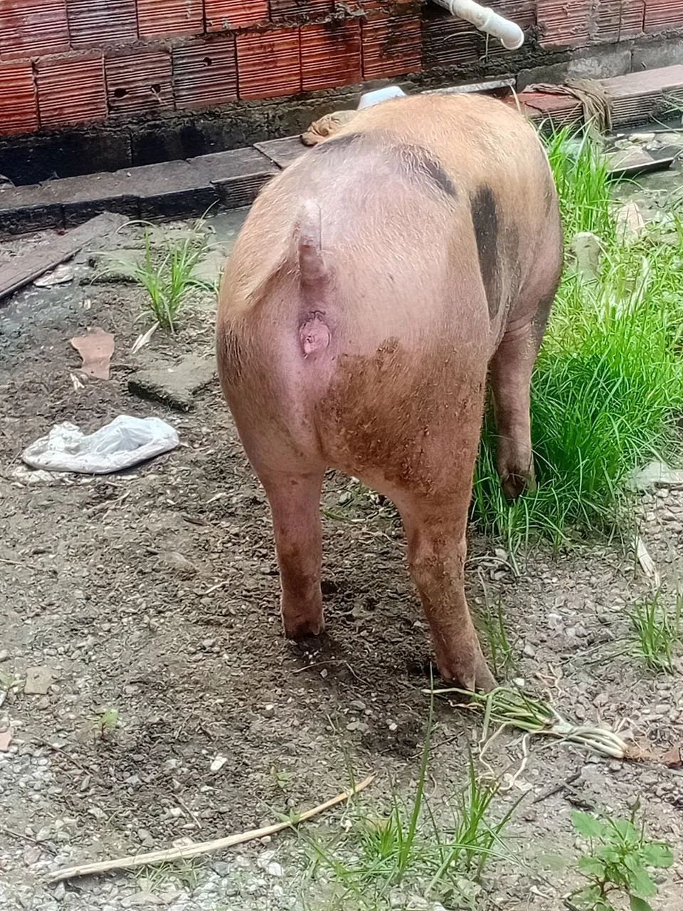 Porca - Foto 3
