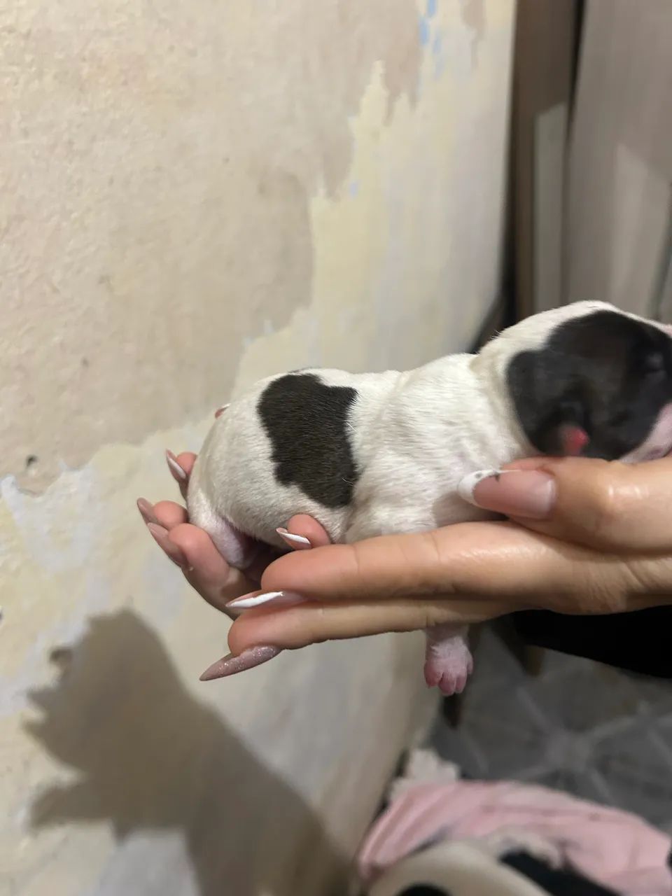 Pitbull  - Foto 4