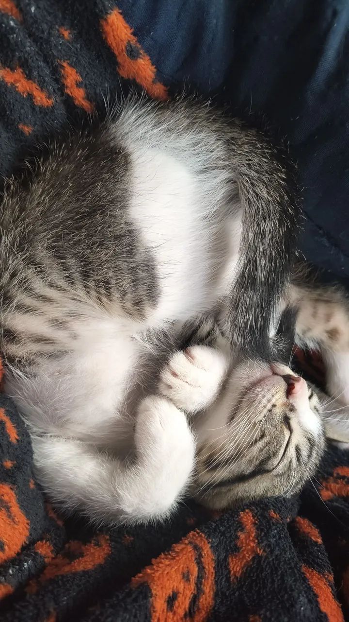 DOAÇÃO DE GATOS - Foto 4