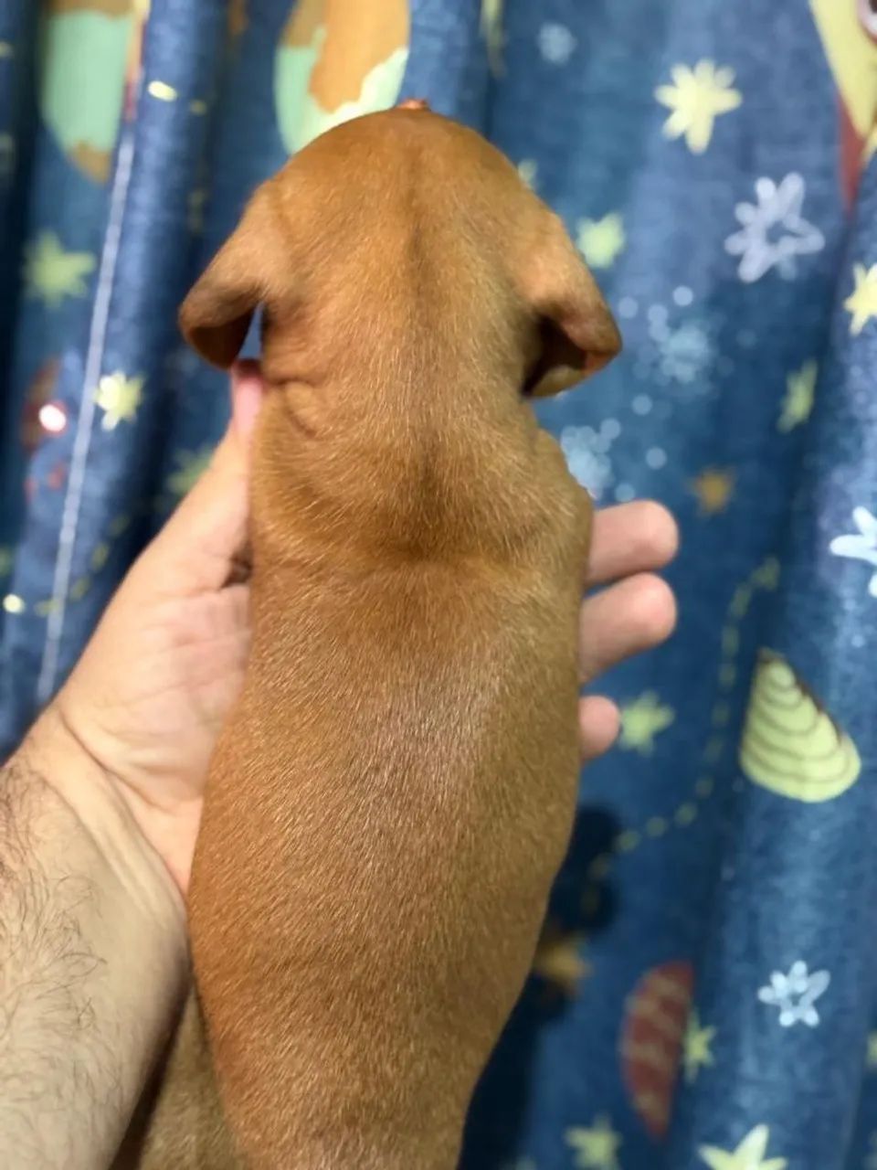 Dachshund SALSICHA macho venda  - Foto 3