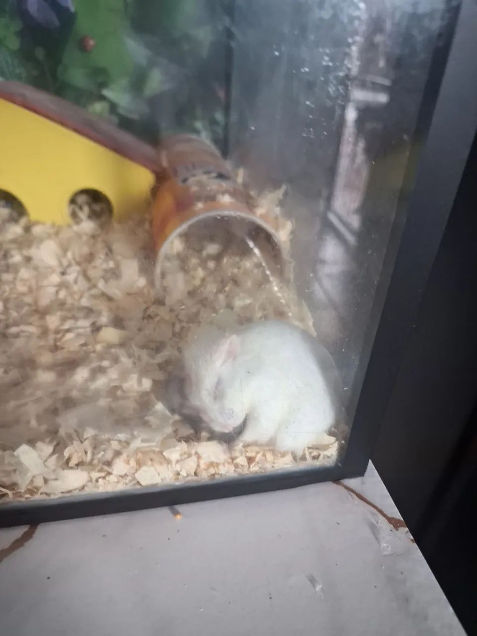 Hamster Sírios e Anão - Foto 2