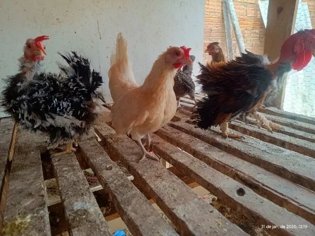 Mini Galizé  - Foto 2