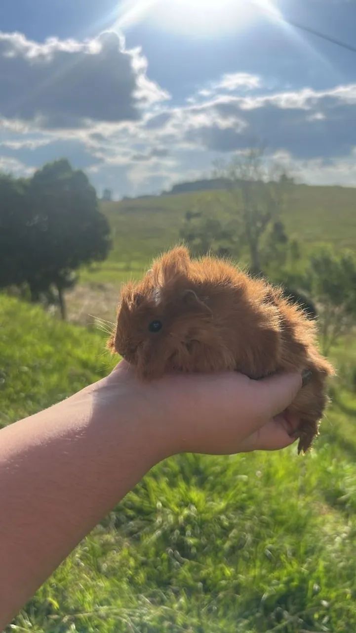 Porquinhos da índia peruano  - Foto 6