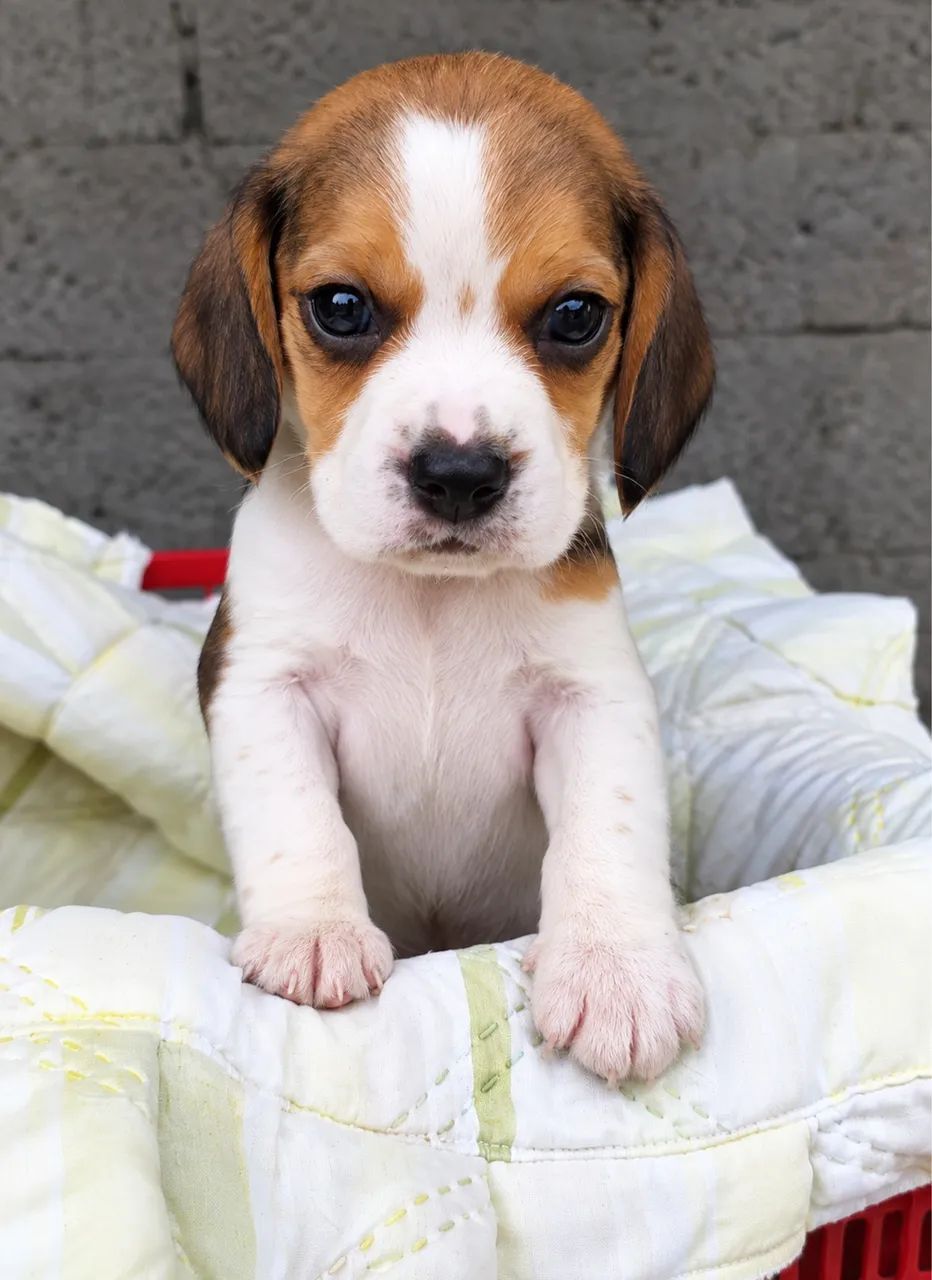 Beagle amigo 
