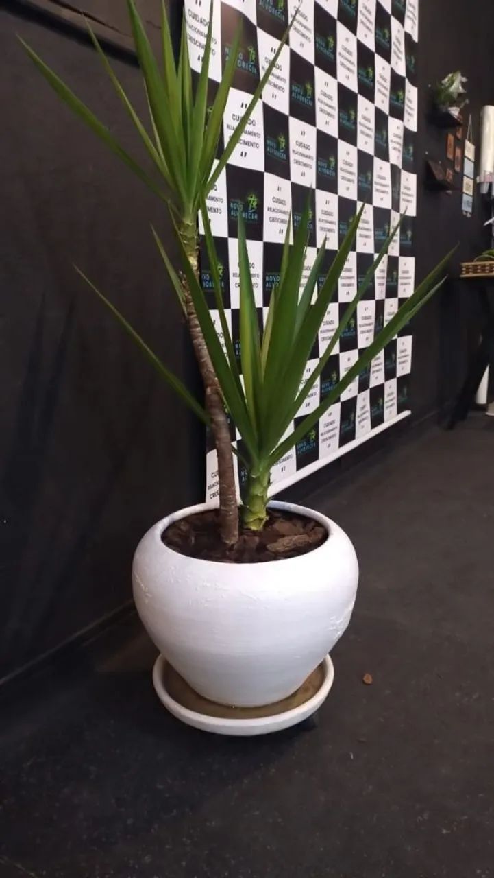 Yucca jardim, vaso 