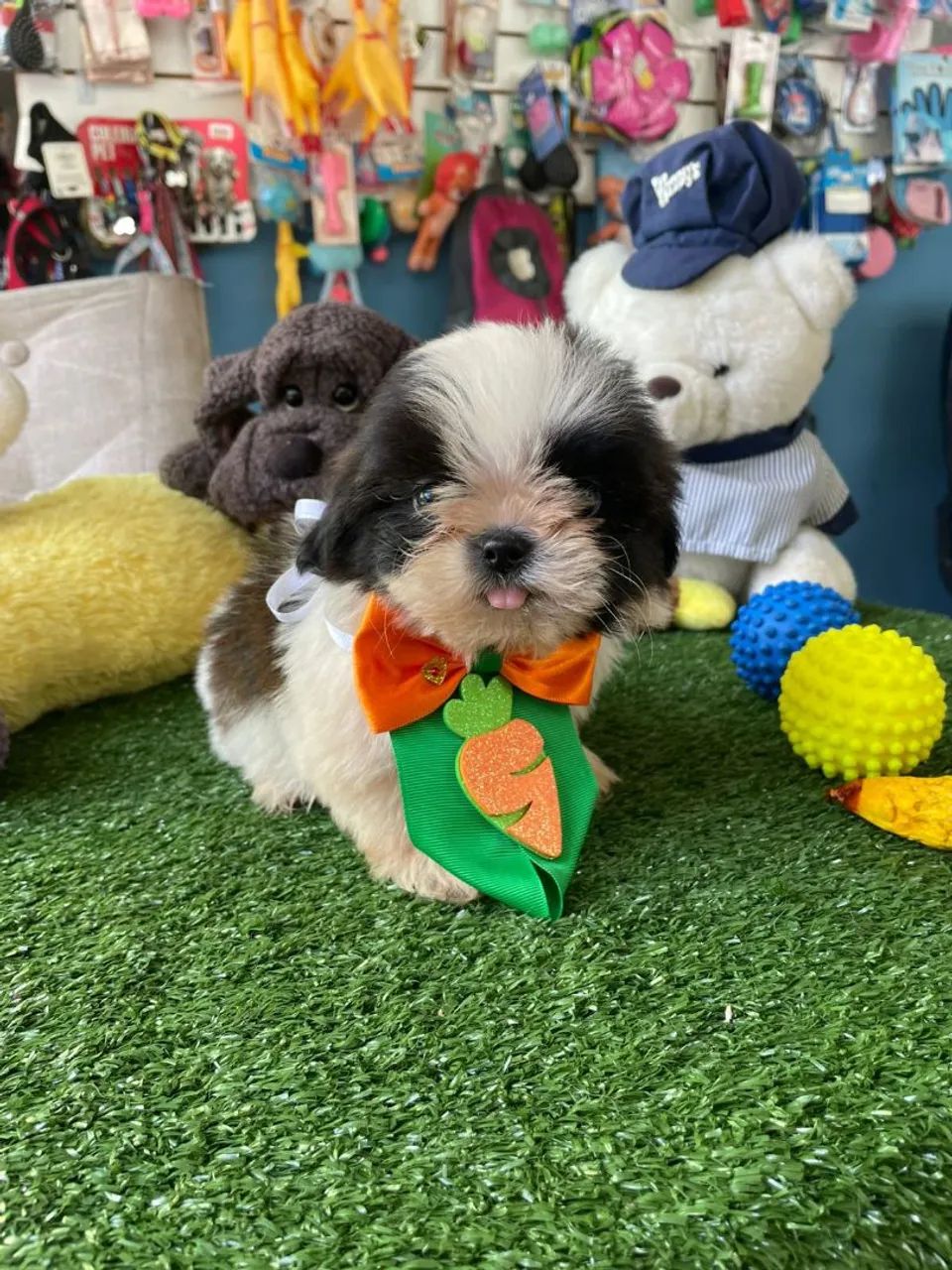 Shihtzu macho cor preto e branco