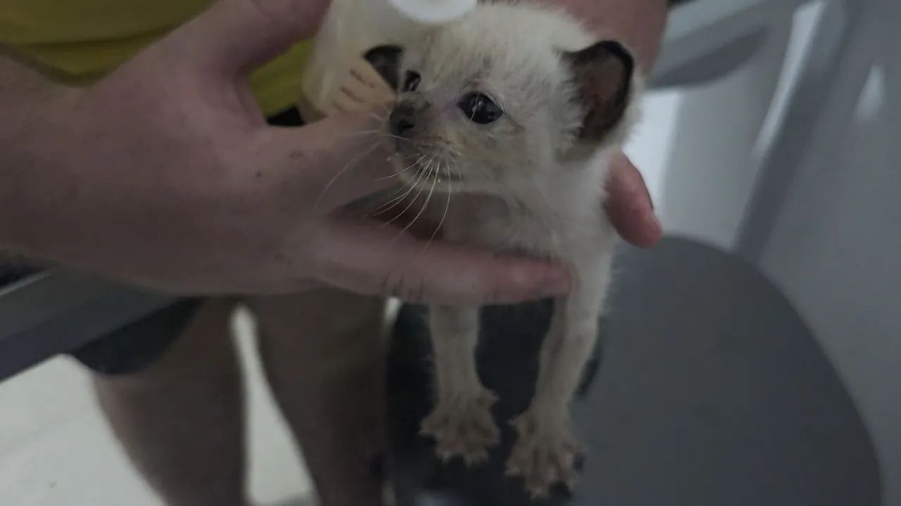 Gatinhos Siamese Adoção! - Foto 3