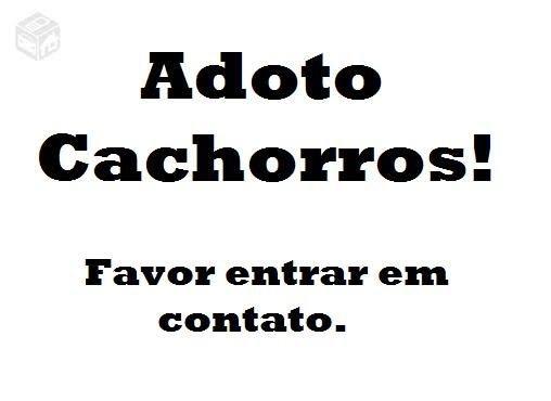 Procuro cachorro disponível para adoção