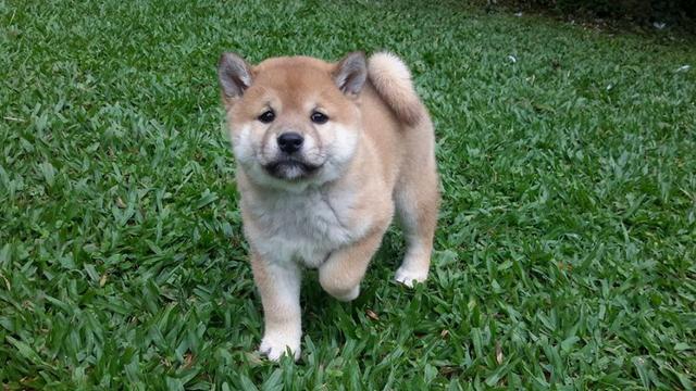 Vendo excelentes filhotes de shiba inu - Foto 2