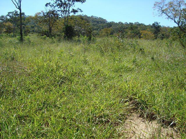 50 Alq. Beira Rio | 120 km Goiânia. (leia o anuncio) - Foto 9