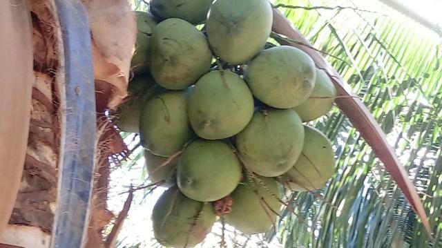 Venda de coco verde e coco seco - Foto 3