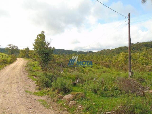 Sítio à venda, 354712 m² por r$ 250.000,00 - miringuava - são josé dos pinhais/pr - Foto 5