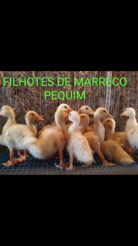 Ovos de Marrecos de Pequim - Foto 4
