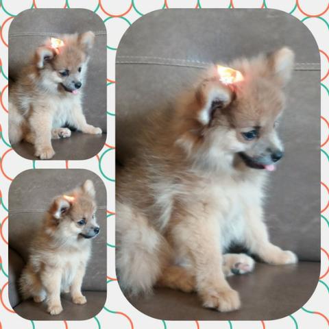Linda fêmea de lulu da pomerânia anã