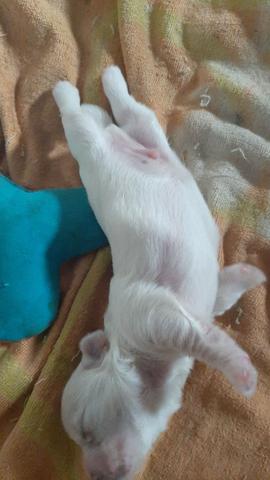 Vende-se cachorro, da raça poodle puro - Foto 2