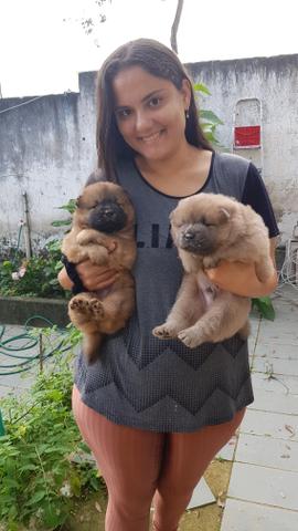 Filhotes Chow Chow - Foto 2