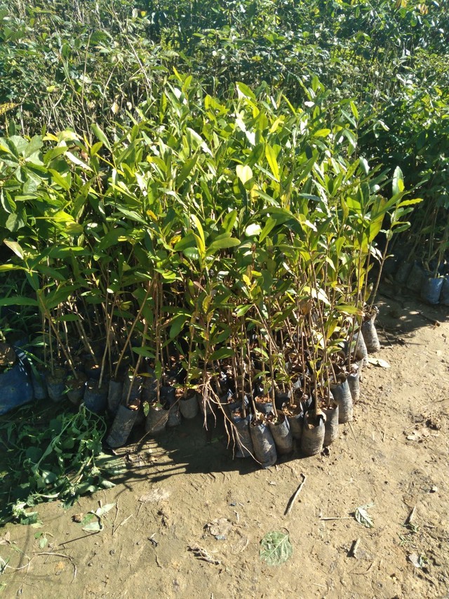 Mudas nativas - Foto 2