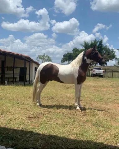 Cavalo registrado no mangalarga marchador 