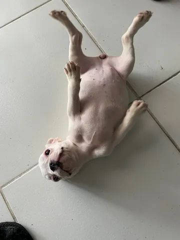 Buldogue francês fêmea 60 dias  - Foto 5