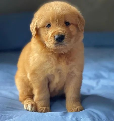 Golden Retriever bem parrudos e fortes! 