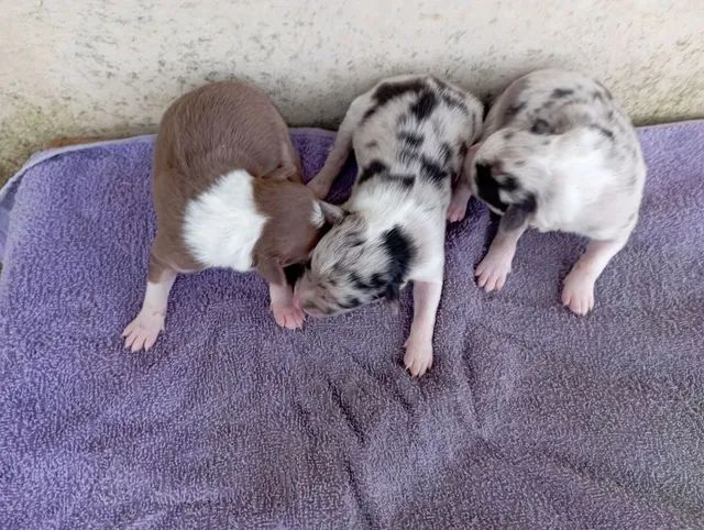 Linda ninhada de Border Collie Blue Merle tricolor