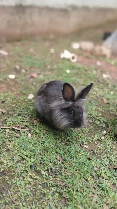 Coelho Mini Lion - Foto 4