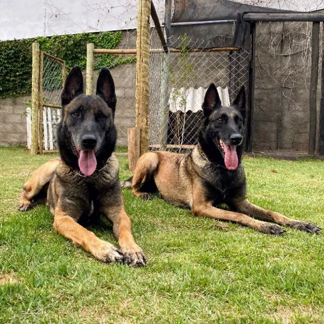 Olx malinois cheap