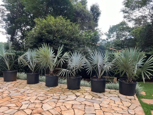 Palmeira Azul  Bismarckia  - Foto 3