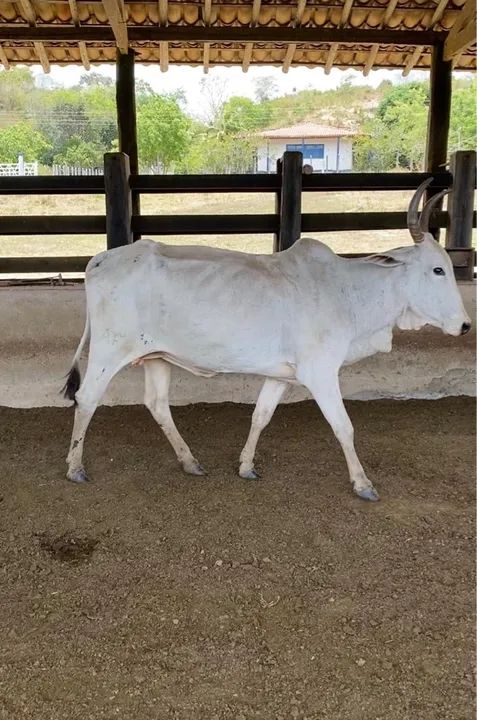 10 vacas Nelore magras - Foto 4