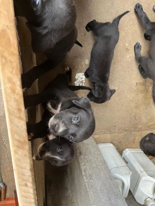 Doa-se filhote de cachorros  - Foto 6