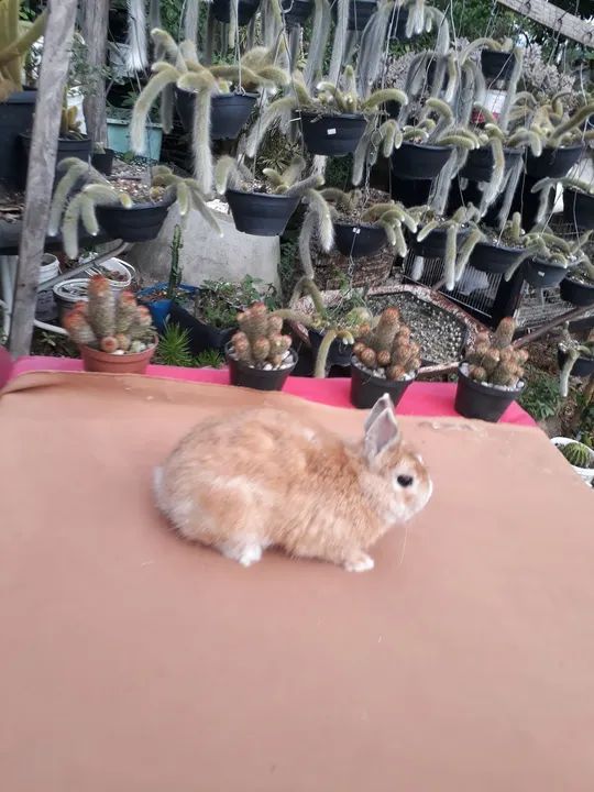 Mini coelho anão netherland holandês   - Foto 3