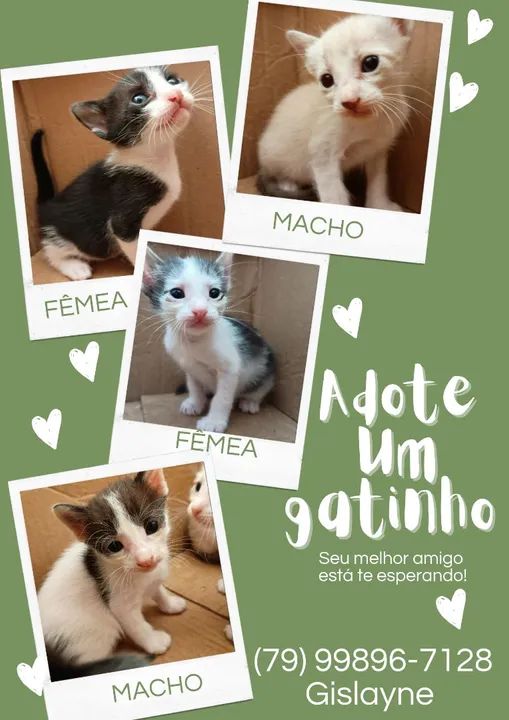 Gatinhos para adoção  - Foto 5