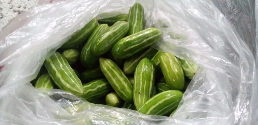 mini pepinos verdes  - Foto 3