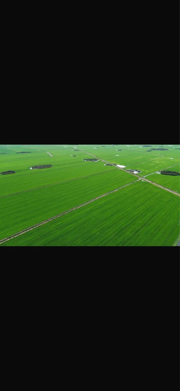 Faz 12.000 hec plantando 5.000 hec - Foto 2