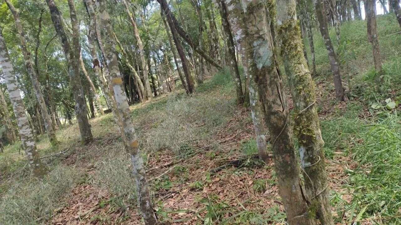 Terreno à venda, VILA GUARANI , COLOMBO - PR - Foto 3