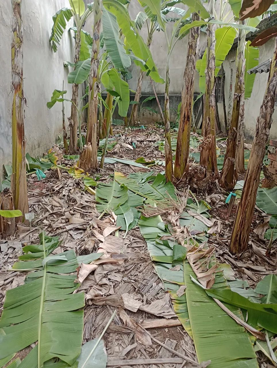 Vendo Mudas de Bananas 