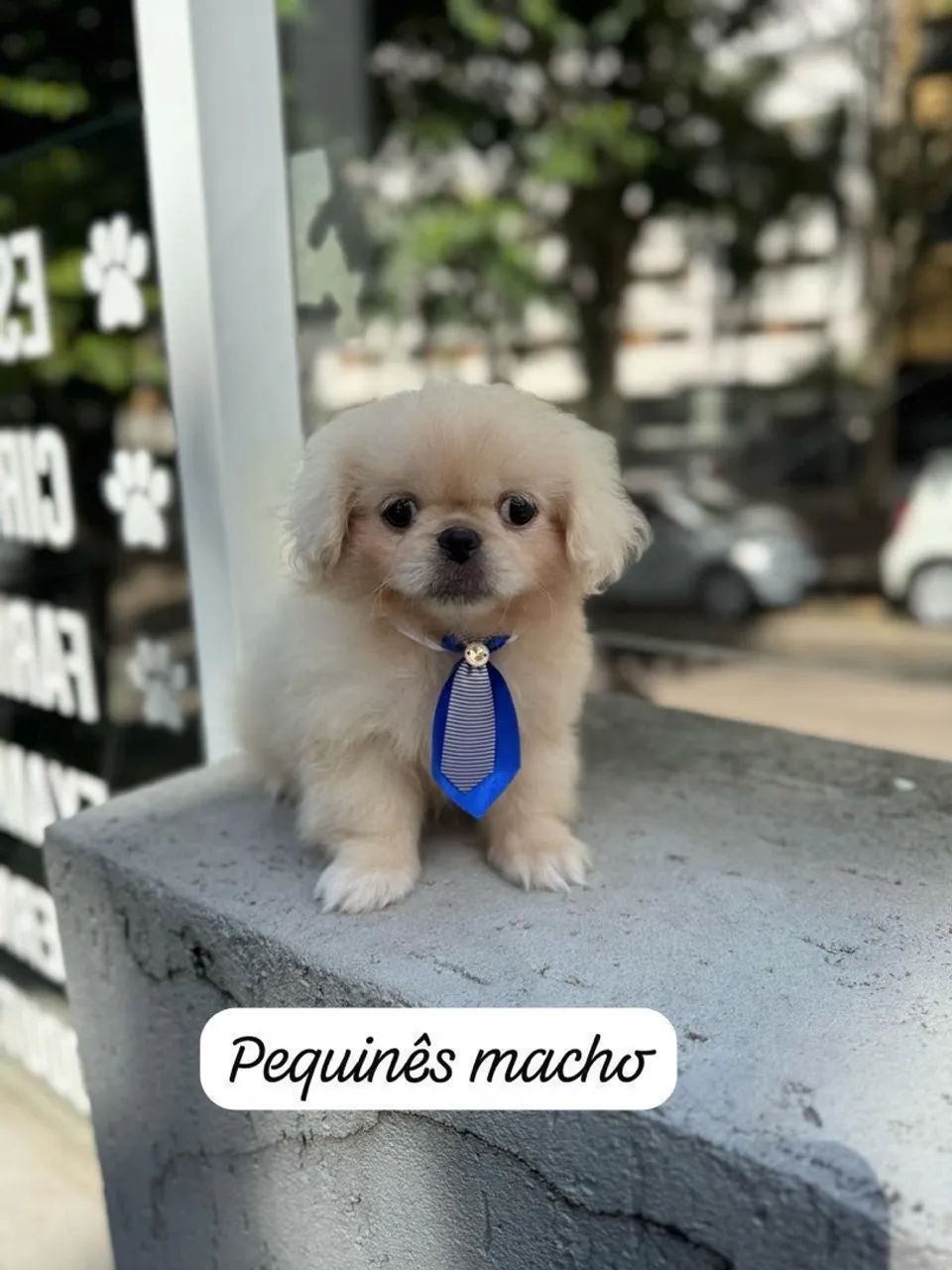 Pequinês macho