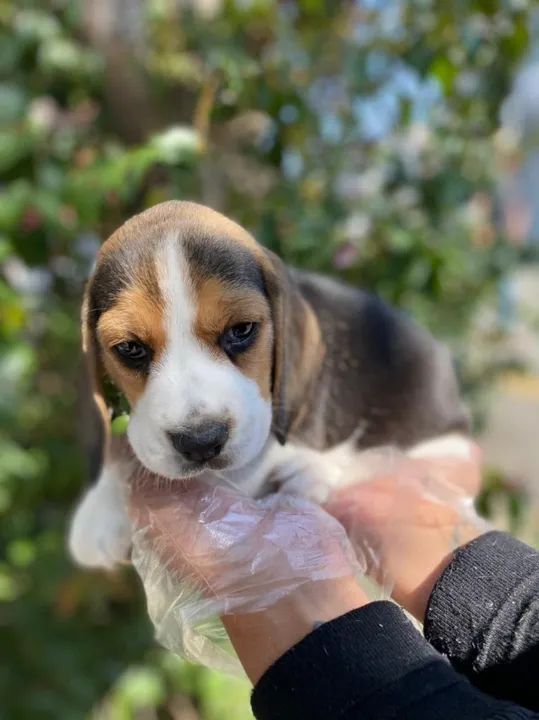 Beagle mini, a pronta entrega, com garantia de saúde - Foto 2