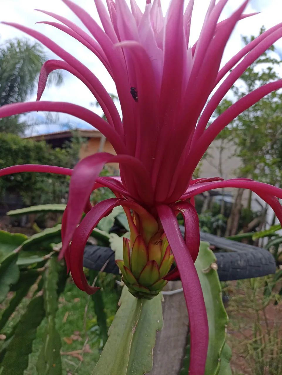 MUDA PITAYA FLOR PINK  - Foto 5