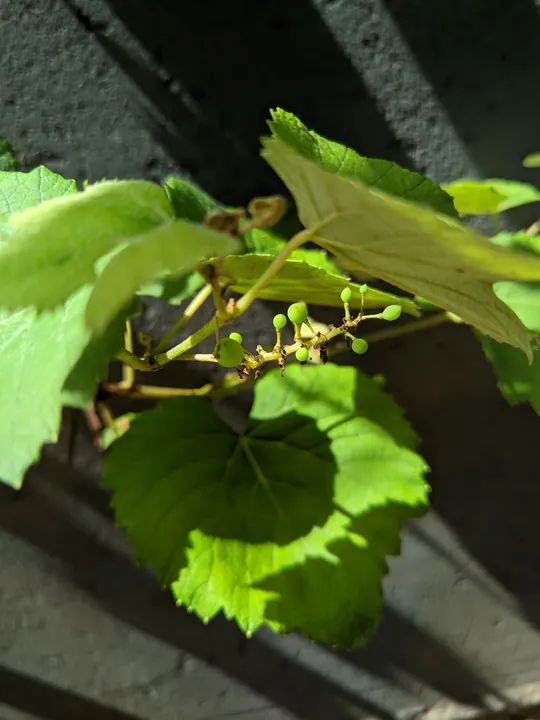 PROMOÇÃO  Muda de Uva Roxa PRODUZINDO  - Foto 4