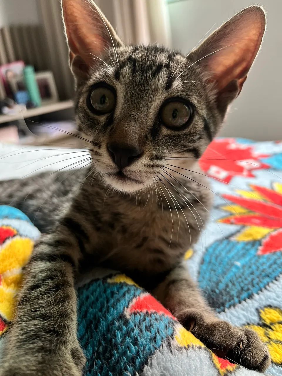 Doação de gatinho - Foto 3