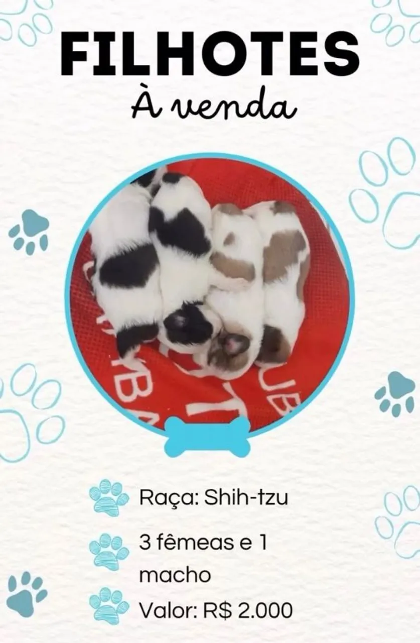 04 filhotes lindos e saudáveis da raça Shih Tzu: 3 fêmeas e 1 macho.