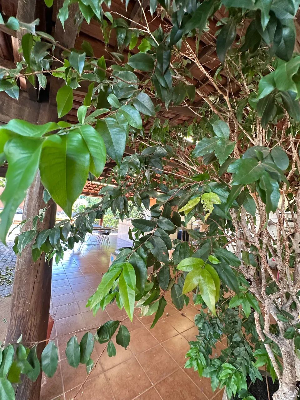 Jaboticabeira Adulta em Vaso - Frutífera, Saudável e Pronta para Levar! - Foto 3