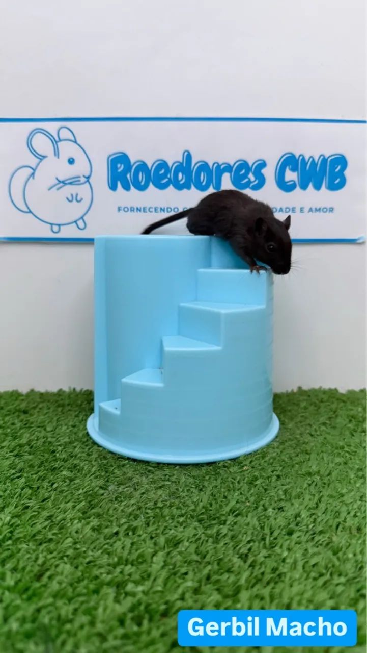 Gerbil/Esquilo da Mongólia (Roedores CWB)  - Foto 6