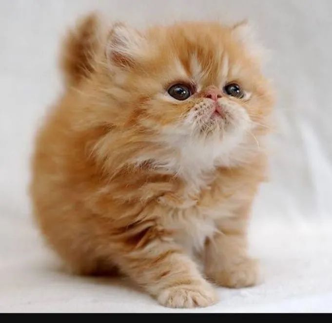 Persa Femeas Nas cores Branca ,Tricolor,Himalaia e Red  - Foto 3