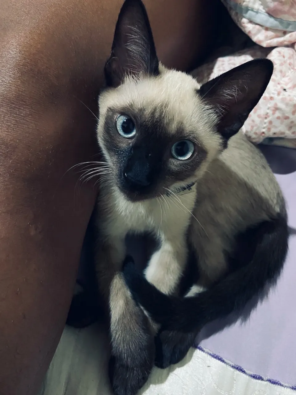 Gatinho Siamês para Adoção - Olhos Azuis Encantadores!