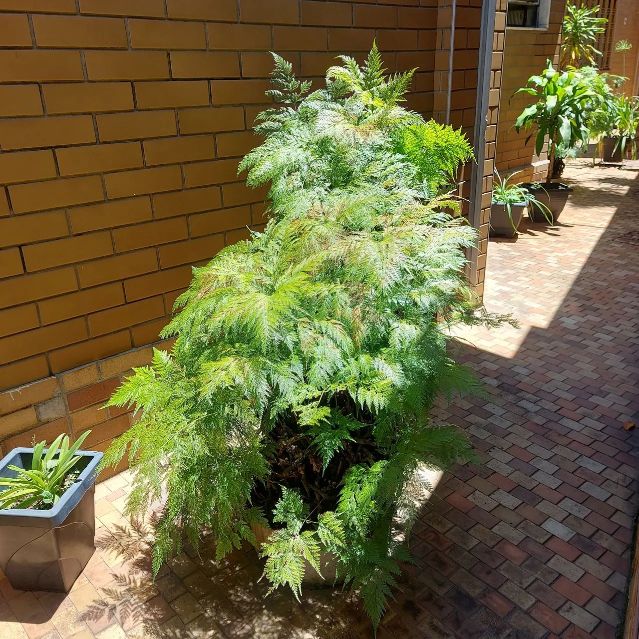 Samambaia exuberante para seu jardim - Foto 4