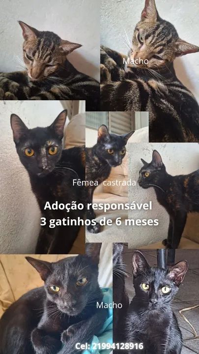 Adoção responsável - Foto 3